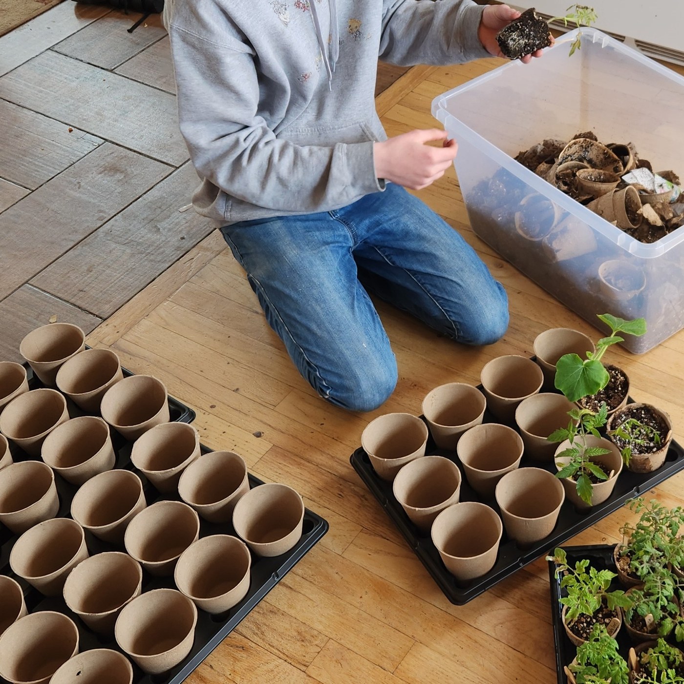 Hands-on potting and transplanting with starter plants