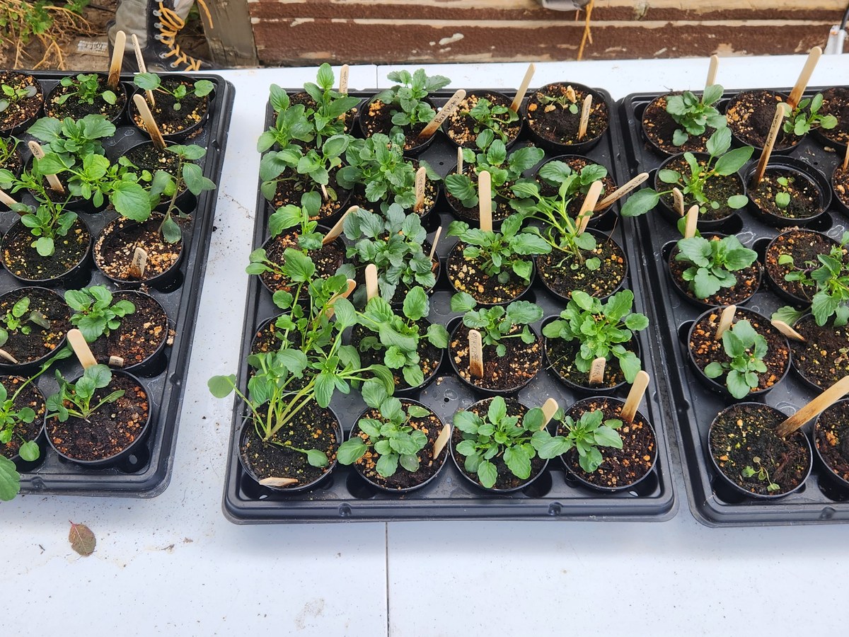 Trays of young starter plants in nursery pots