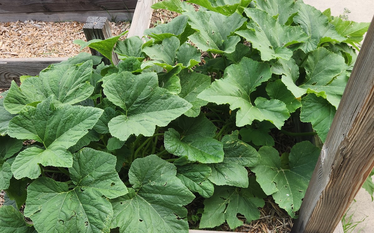 Large squash plants growing in a mulched garden bed