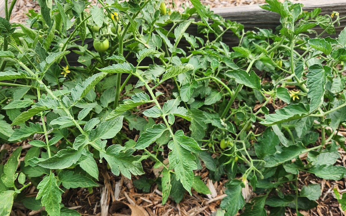 Tomato plants growing fruit in the garden