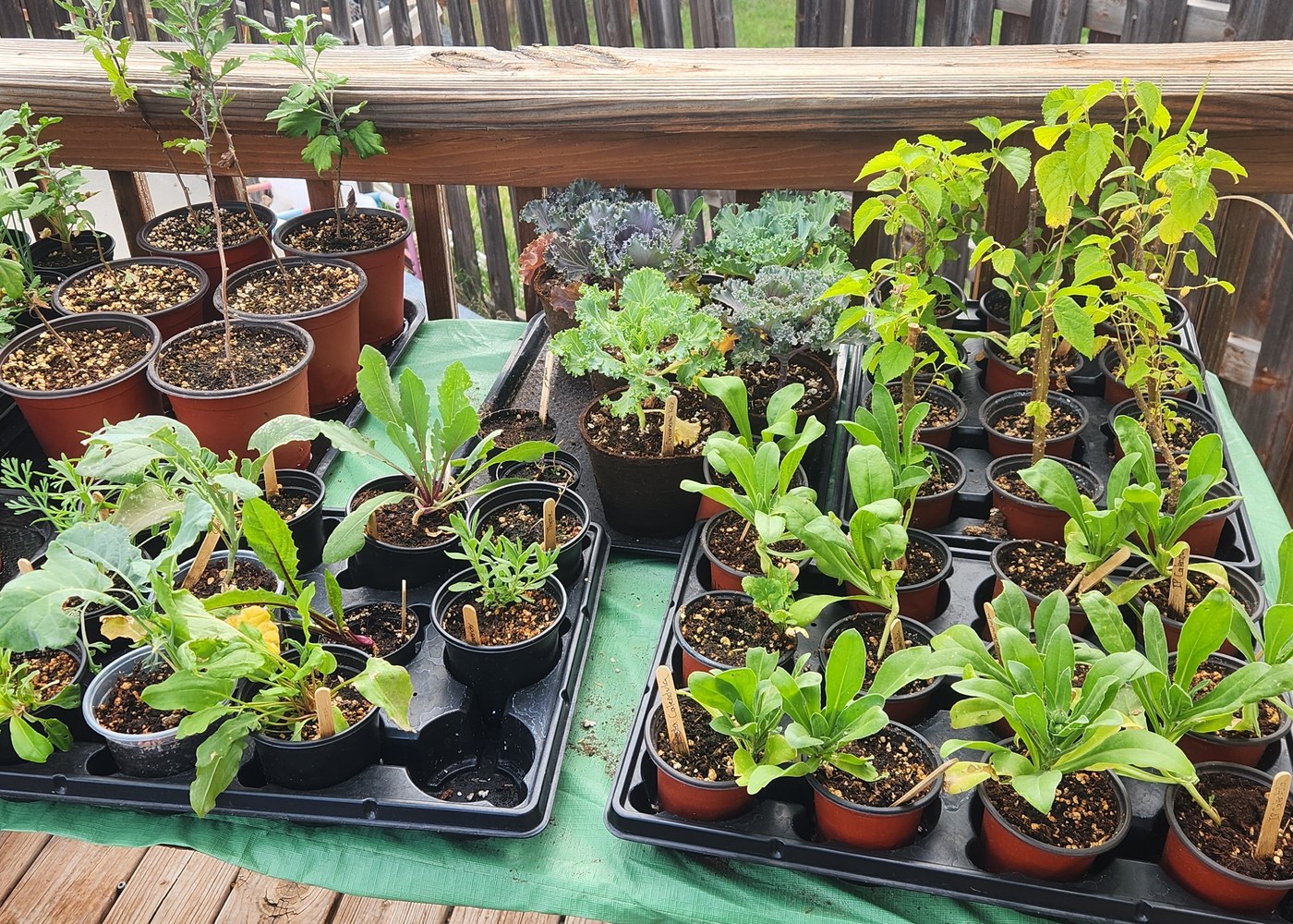 A mixed collection of starter plants growing in nursery pots