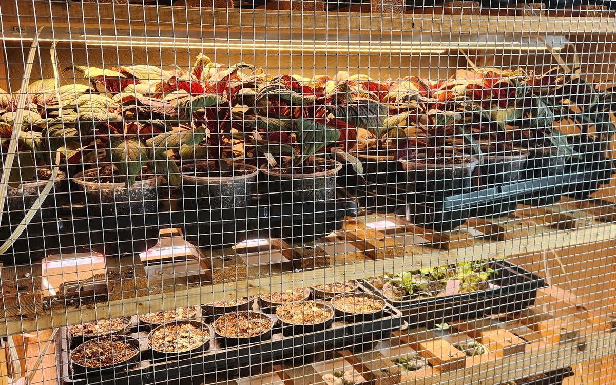 Young plants growing under lights on our seed-starting shelves